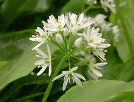 Fiori di aglio ordino