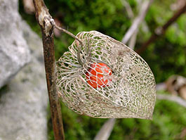 Fiori di alchechengi