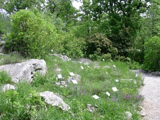 La tipica landa carsica in primavera