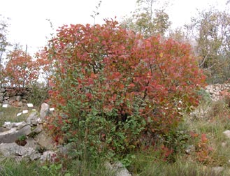 Il sommacco rosso d'autunno