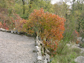 Il sommacco rosso d'autunno