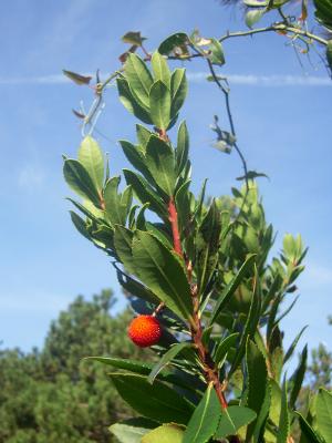 Il corbezziolo