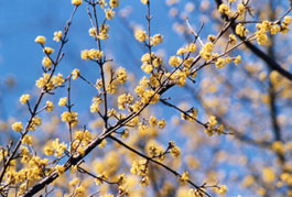 Fiori di corniolo