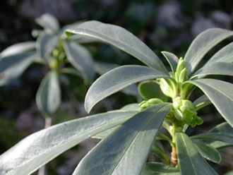Una pianta velenosa: la Daphne laureola