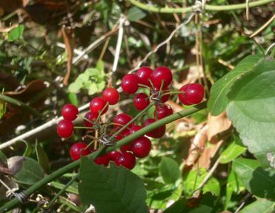 l'edera spinosa