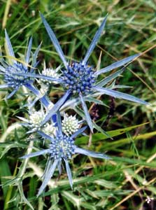 Una pianta di eringio (Eryngium)