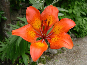 Il Lilium, giglio di San Giovanni