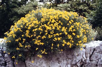 La rara ginestra stellata (Genista holopetala)